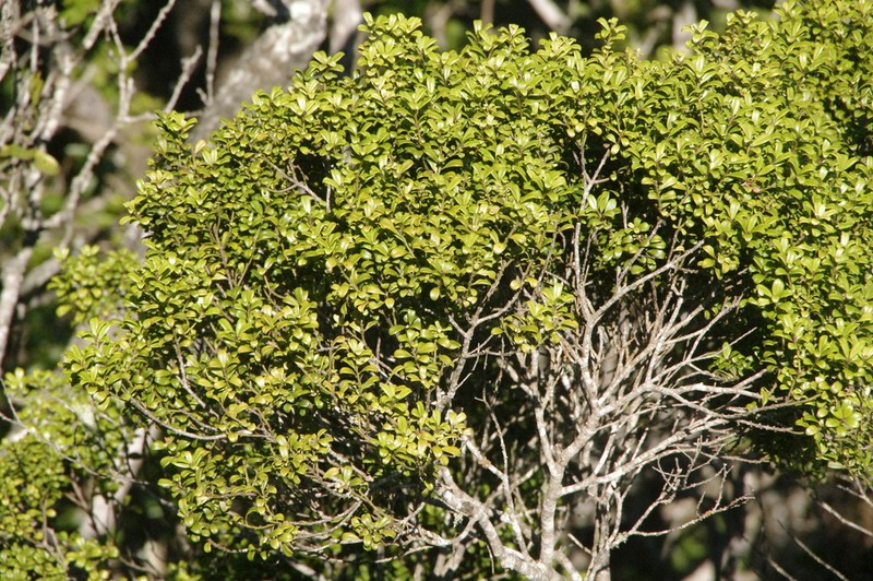 Forest Colicwood photo 6