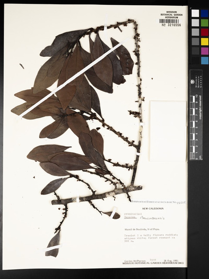 Myrsine boulindaensis