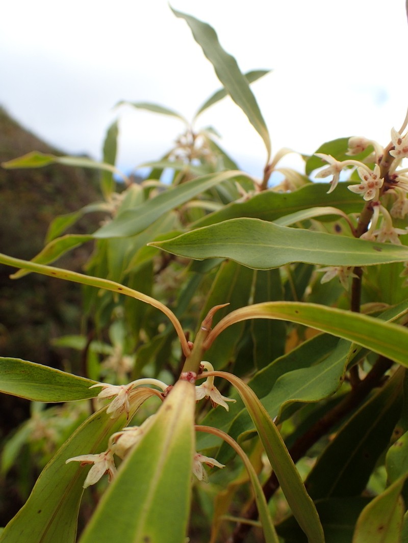Myrsine cirrhosa photo 2