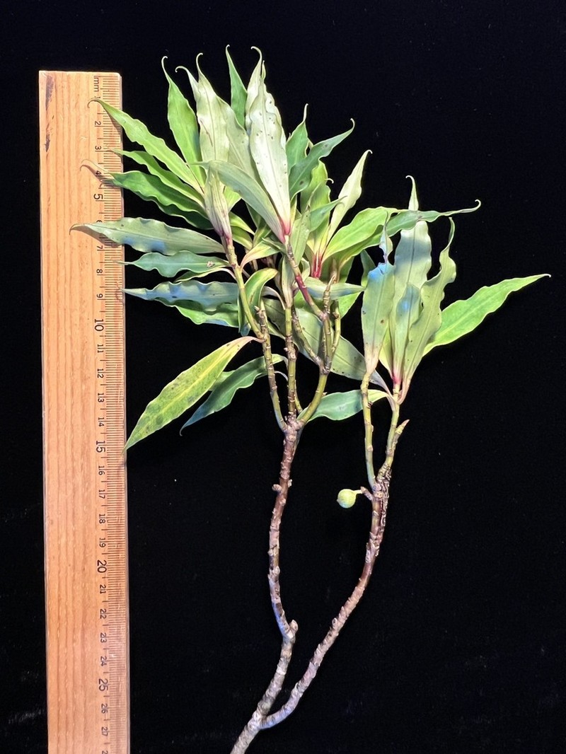 Myrsine cirrhosa photo 3