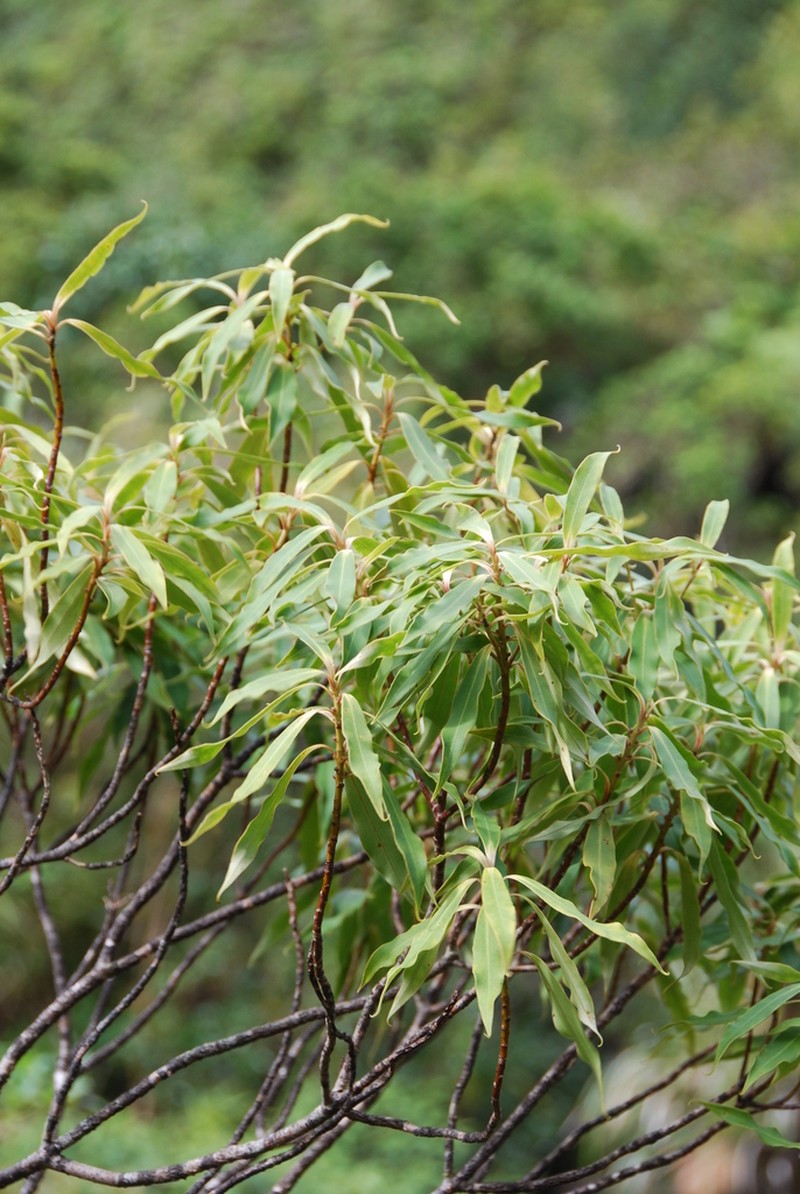 Myrsine cirrhosa photo 4