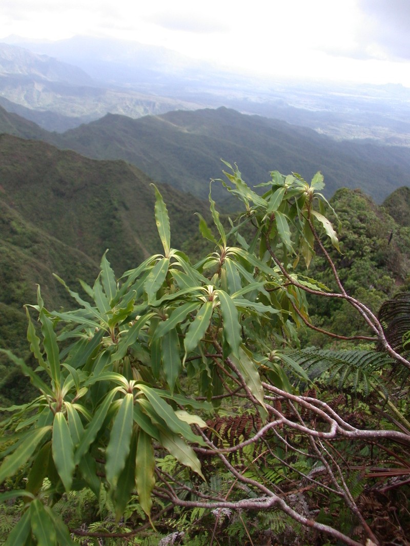 Myrsine cirrhosa photo 5