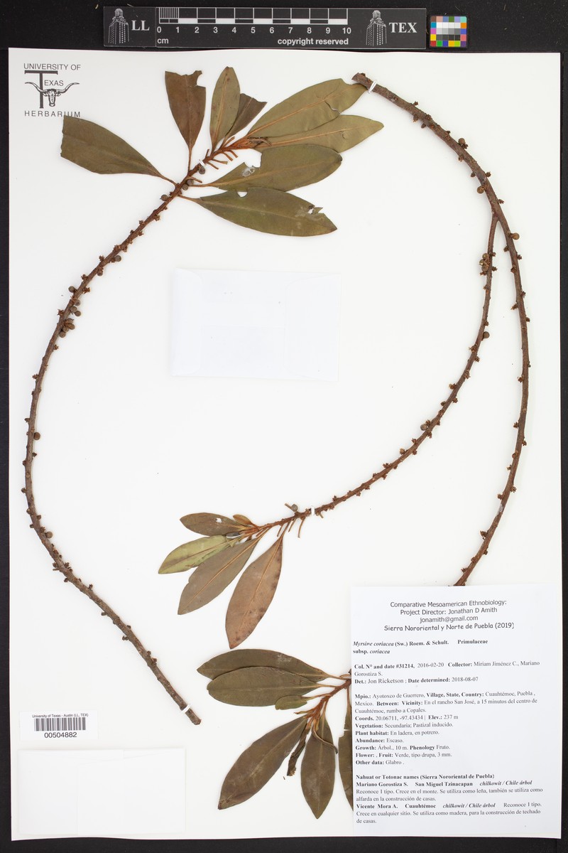 Myrsine coriacea subsp. coriacea
