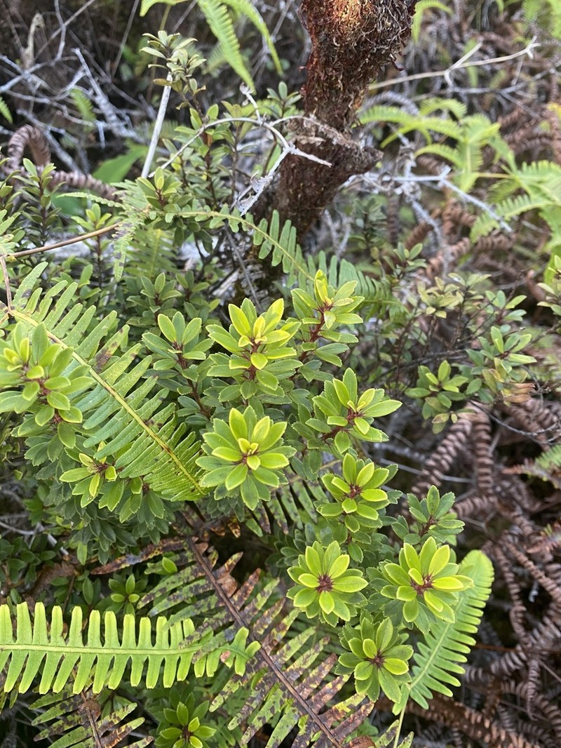 Bog Colicwood photo 4