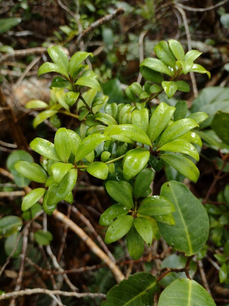 Bog Colicwood photo 7