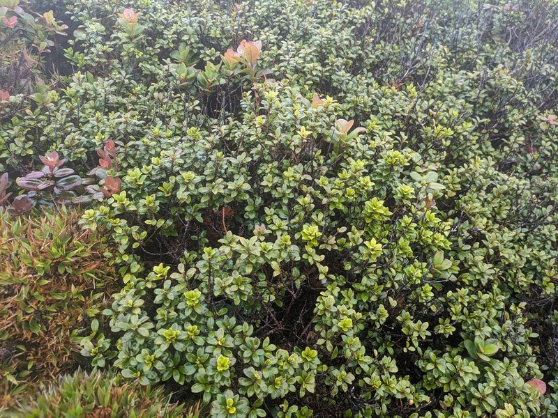 Bog Colicwood photo 8