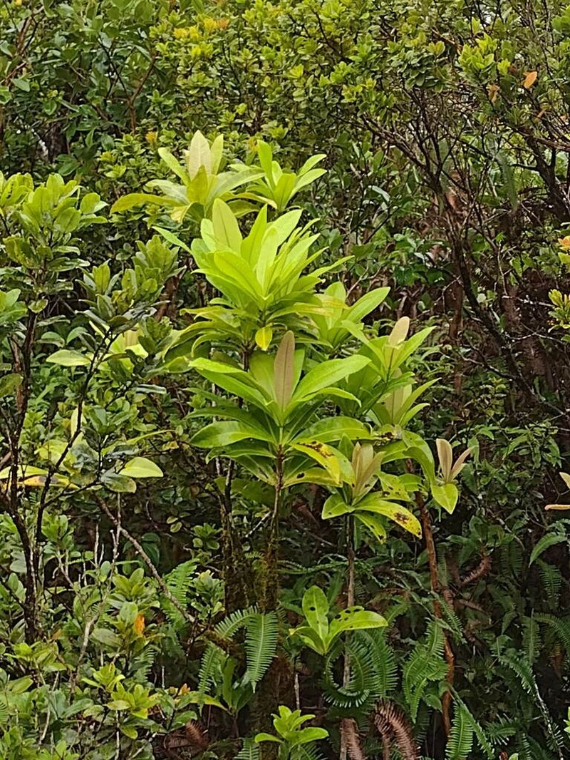 Streambank Colicwood
