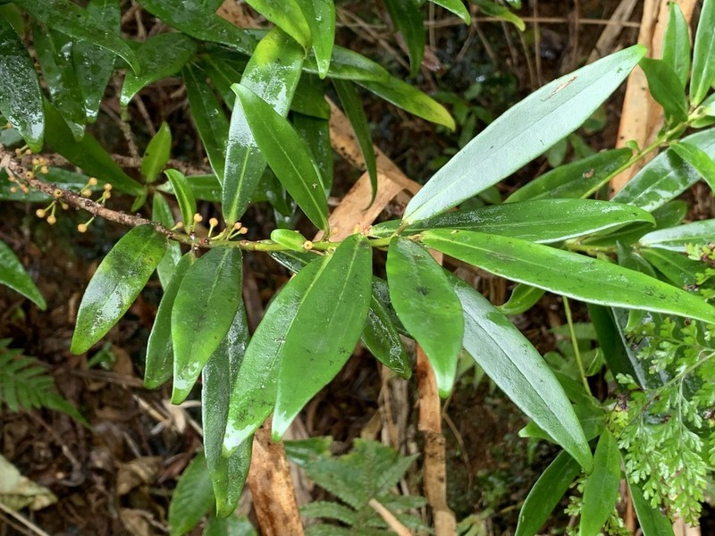 Koolau Range Colicwood