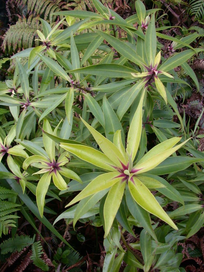 Koolau Range Colicwood photo 4