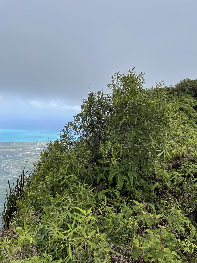 Koolau Range Colicwood photo 5