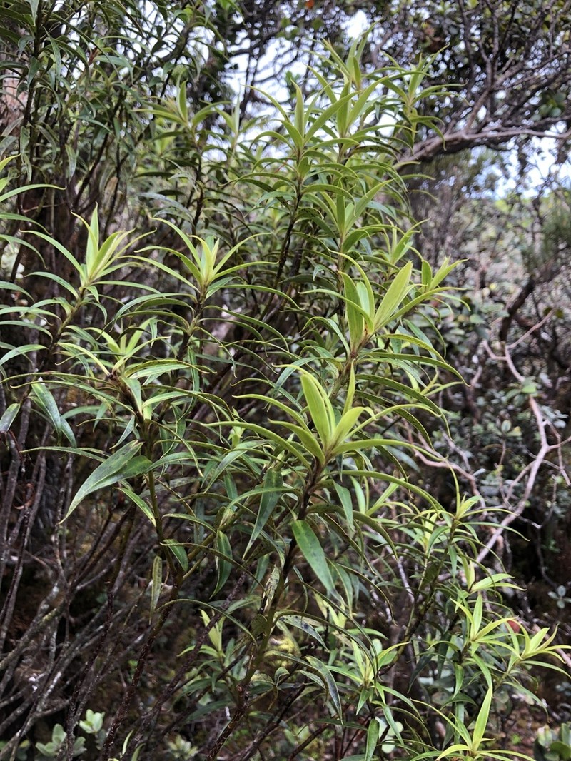 Koolau Range Colicwood photo 8