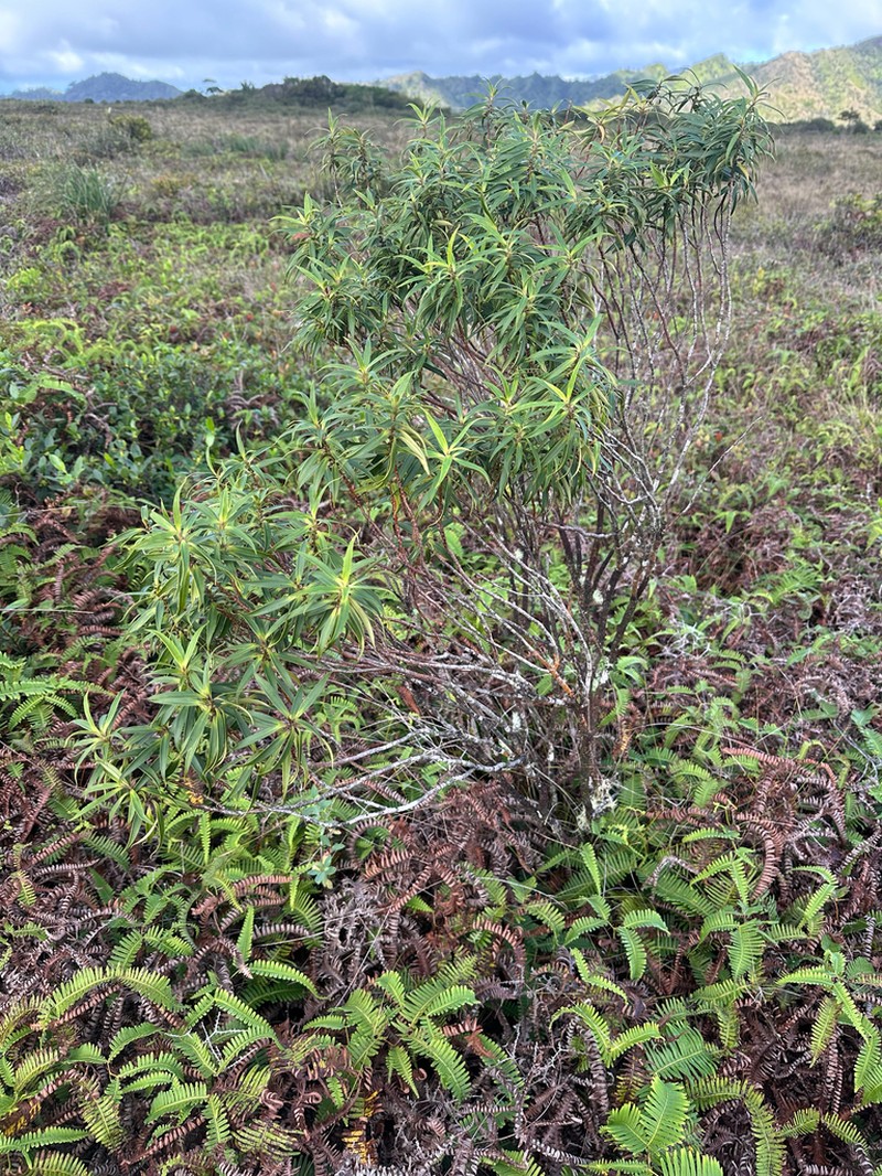 Wahiawa Bog Colicwood