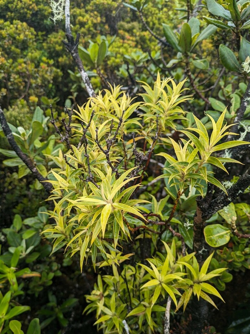 Wahiawa Bog Colicwood photo 5
