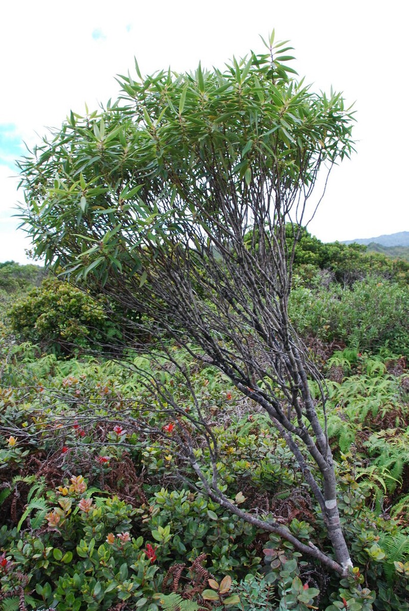 Wahiawa Bog Colicwood photo 6