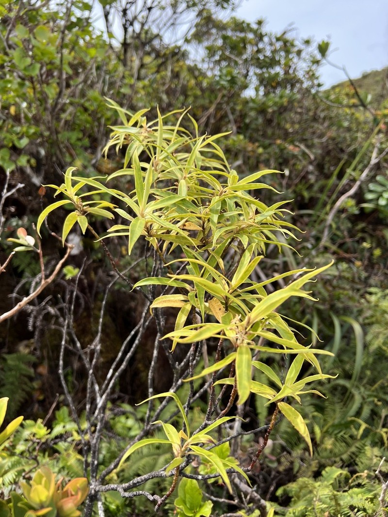 Wahiawa Bog Colicwood photo 7