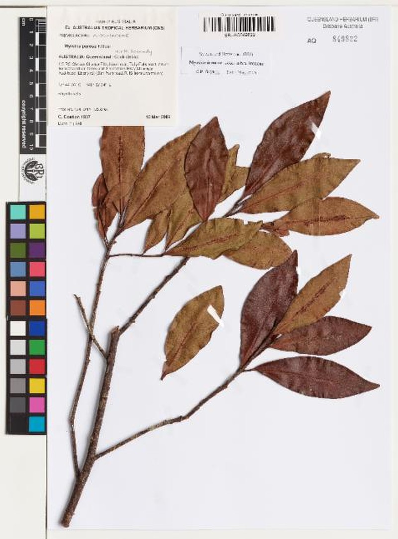Myrsine ireneae subsp. ireneae