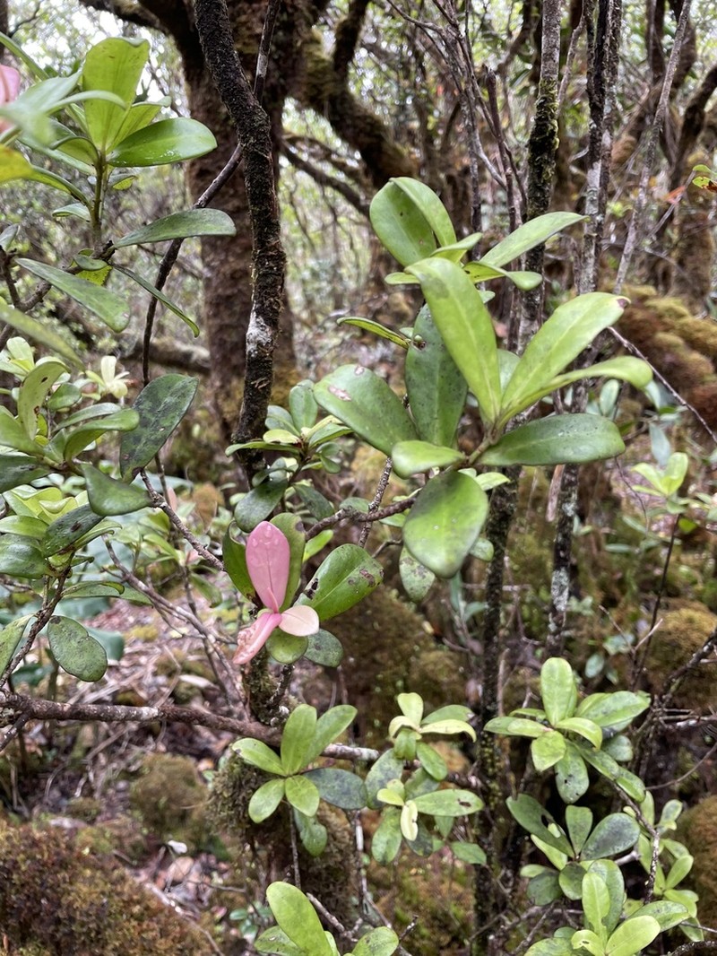 Kauai Colicwood