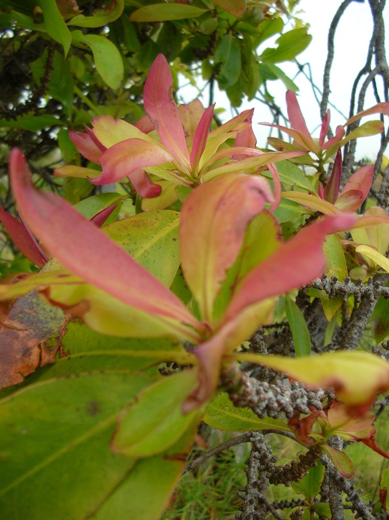 Lanai Colicwood photo 3