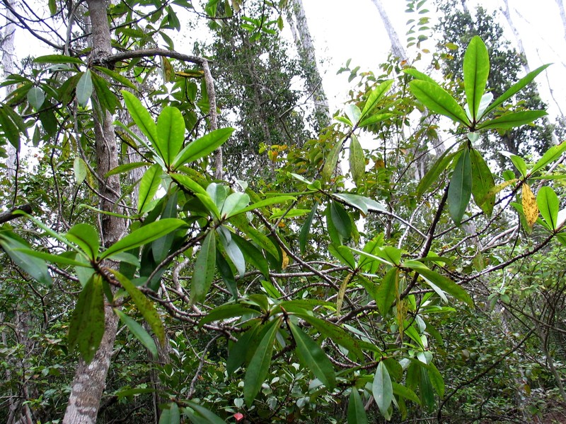 Kolea Lau Nui photo 4