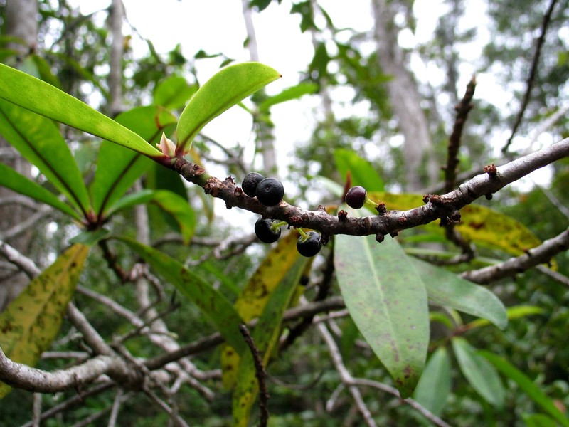 Kolea Lau Nui photo 6