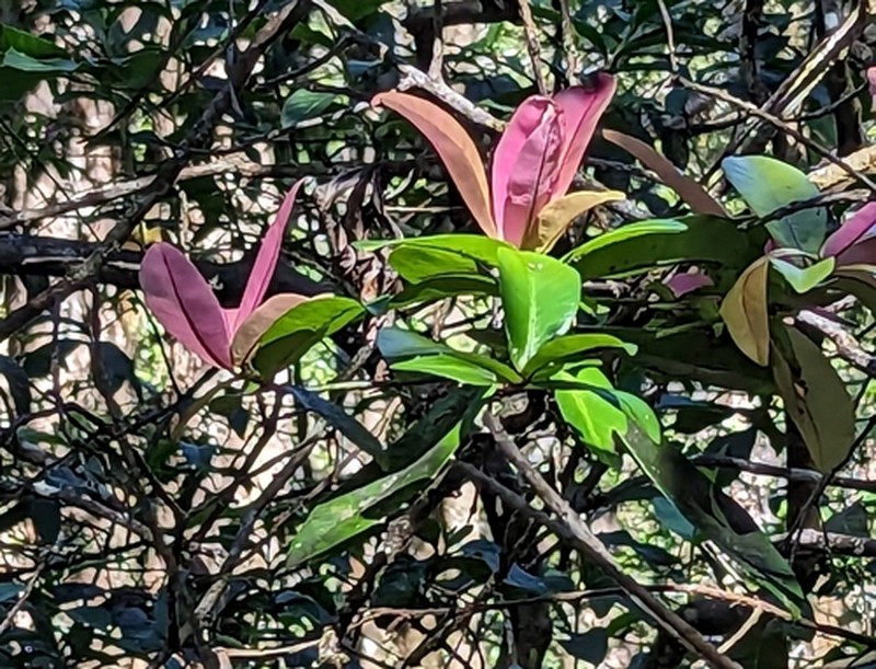 Kolea Lau Nui photo 2