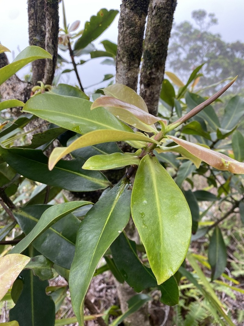 Kolea Lau Nui photo 4