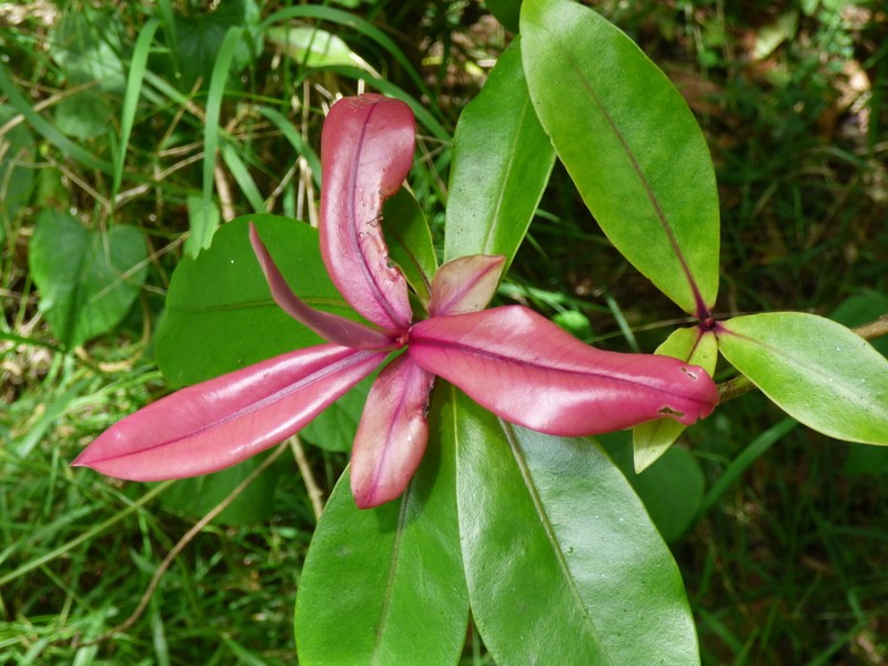 Kolea Lau Nui photo 6