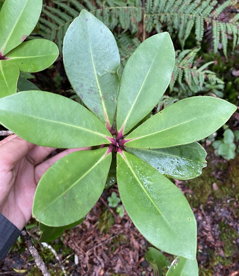 Kolea Lau Nui photo 7