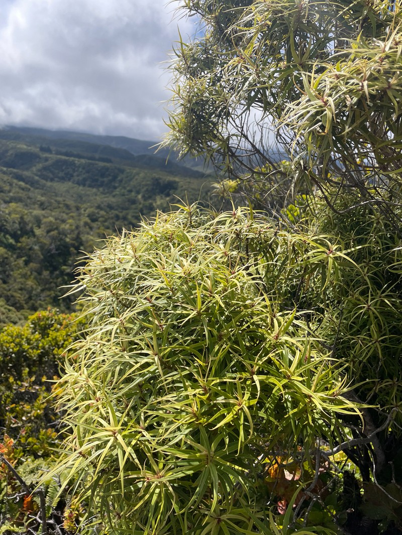 Narrowleaf Colicwood