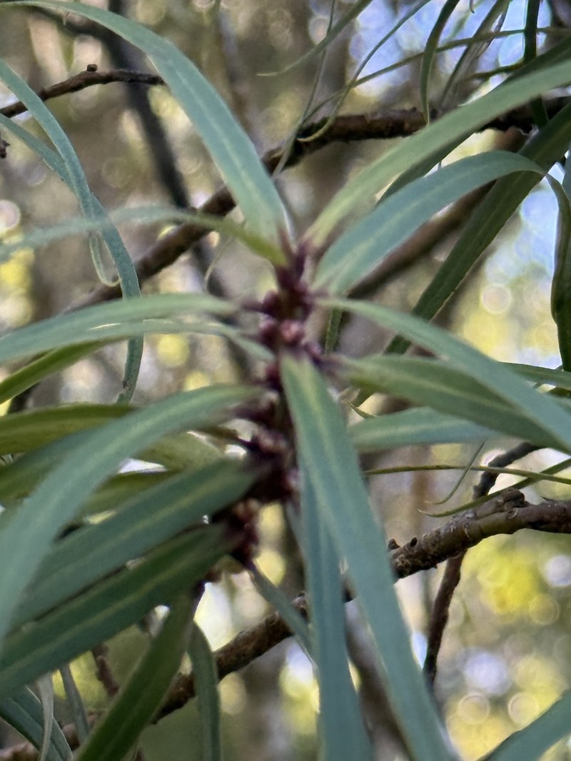 Narrowleaf Colicwood photo 2