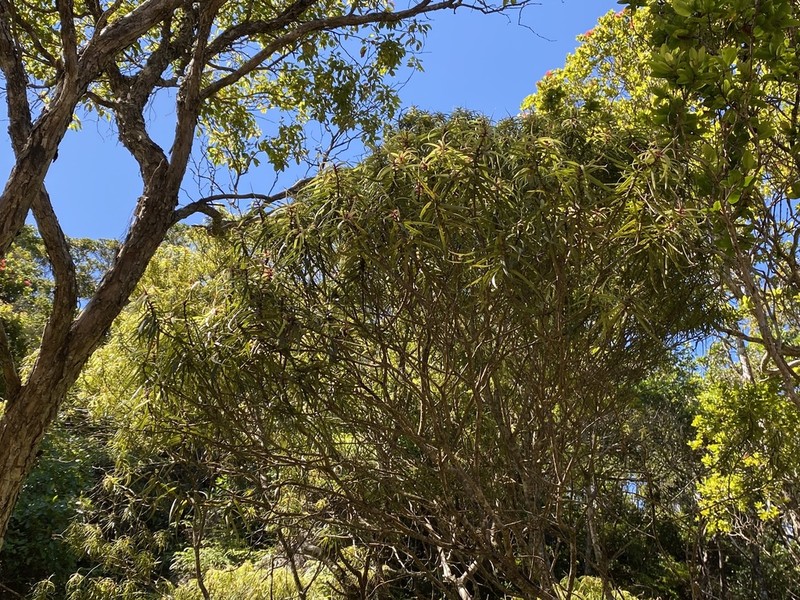 Narrowleaf Colicwood photo 5