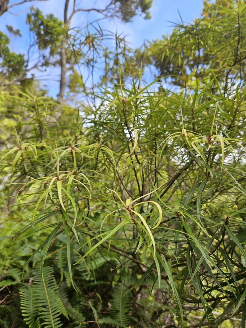 Narrowleaf Colicwood photo 8