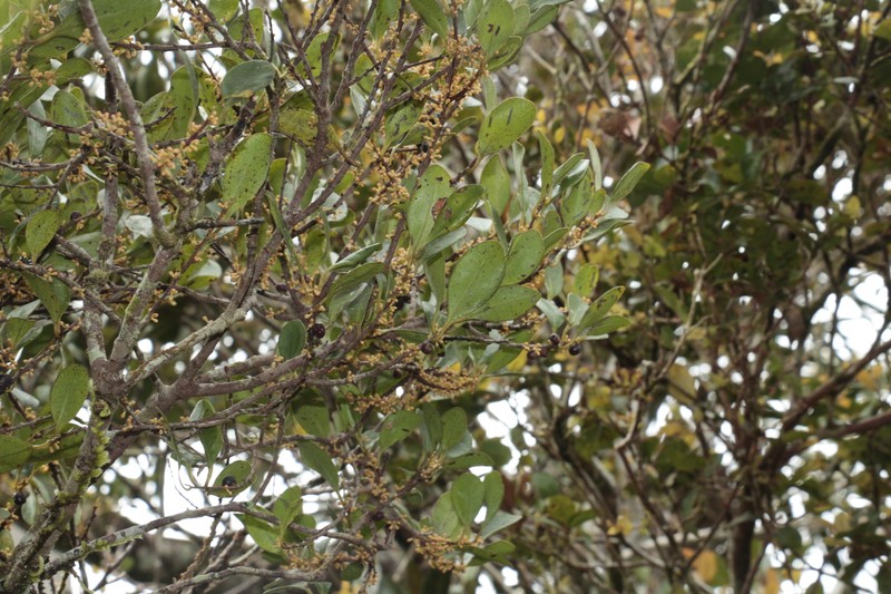 Myrsine memaoyaensis photo 2