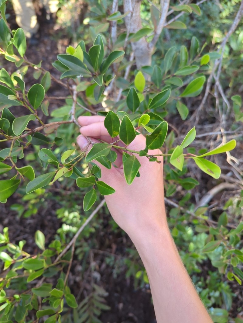 Myrsine modesta