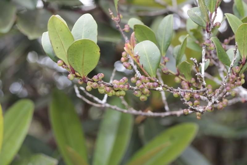 Myrsine modesta photo 2