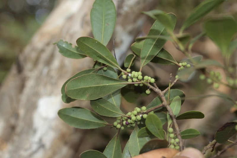 Myrsine modesta photo 3