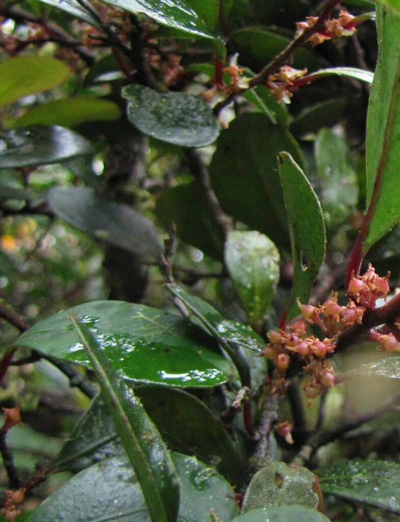 Myrsine modesta photo 5