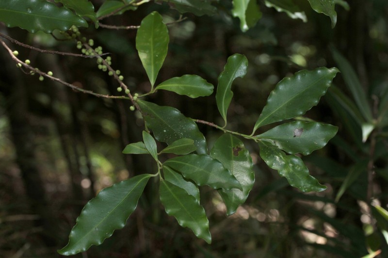 Myrsine modesta photo 6