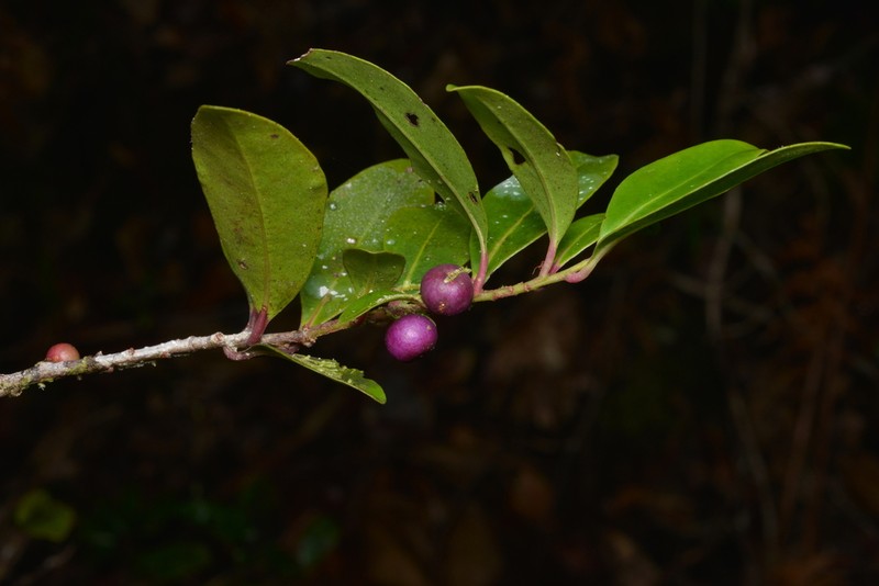 Myrsine modesta photo 7