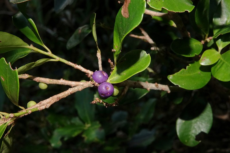 Myrsine modesta photo 8