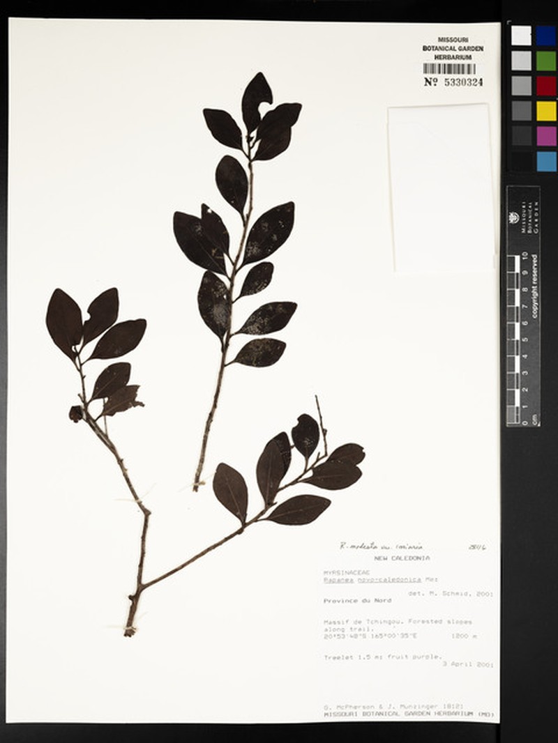Myrsine modesta subsp. coriaria photo 2