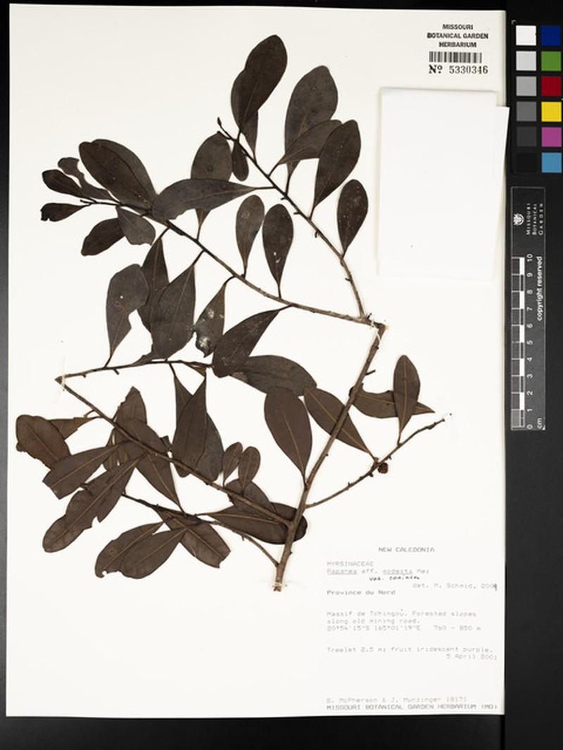 Myrsine modesta subsp. coriaria photo 3