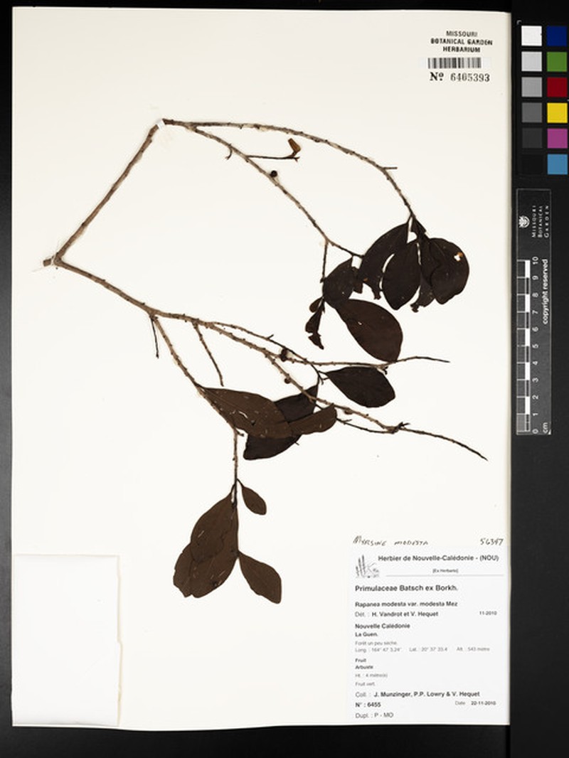 Myrsine modesta subsp. modesta photo 2