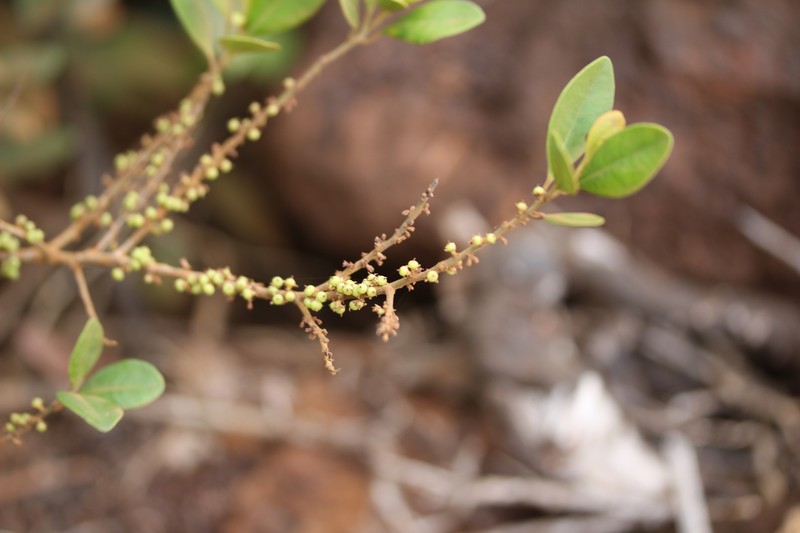 Myrsine modesta subsp. tiebaghiensis
