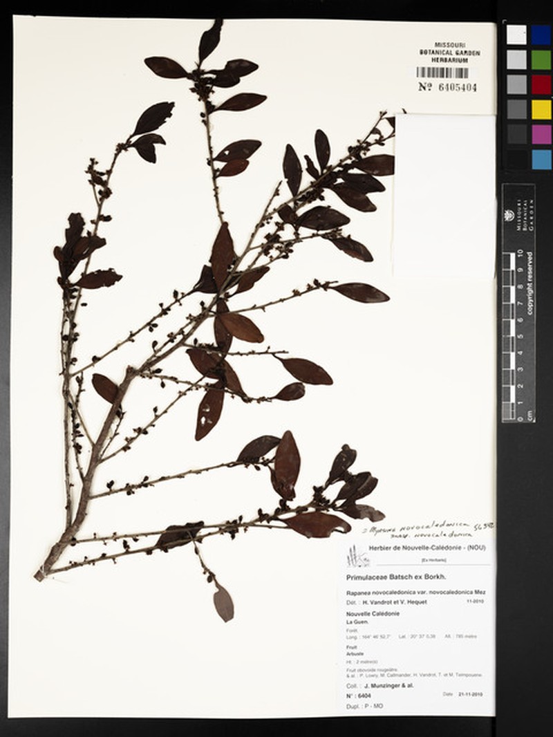 Myrsine novocaledonica subsp. novocaledonica
