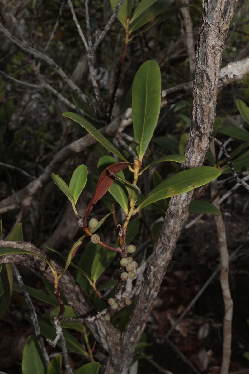 Myrsine oblanceolata photo 2