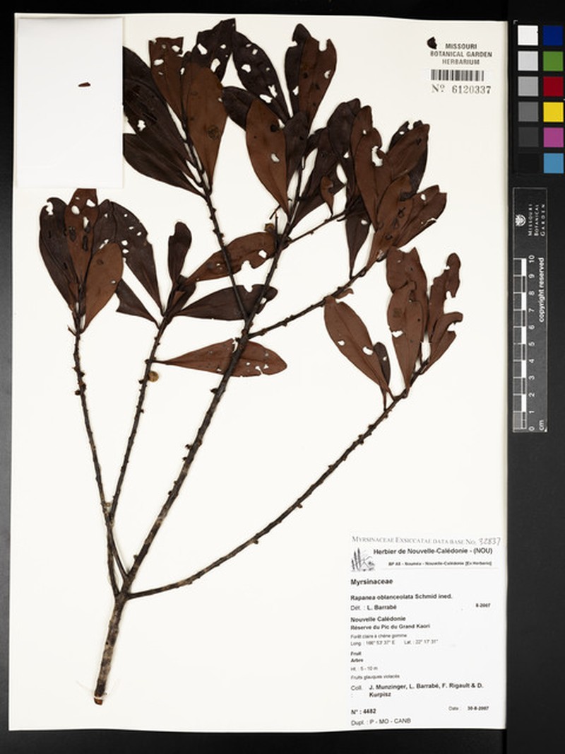 Myrsine oblanceolata photo 3