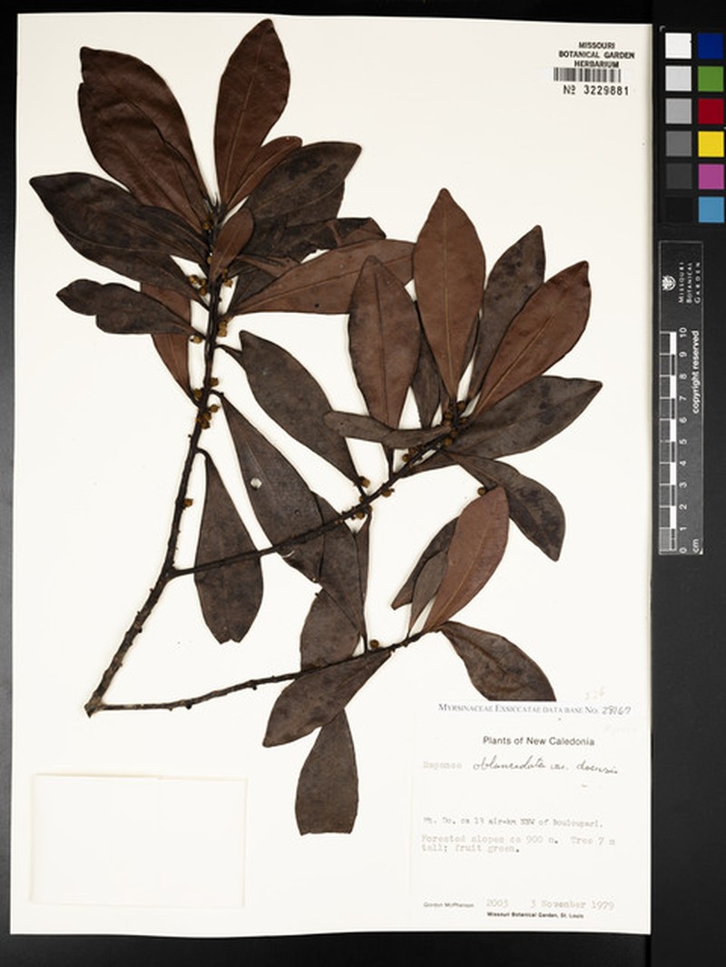 Myrsine oblanceolata subsp. doensis