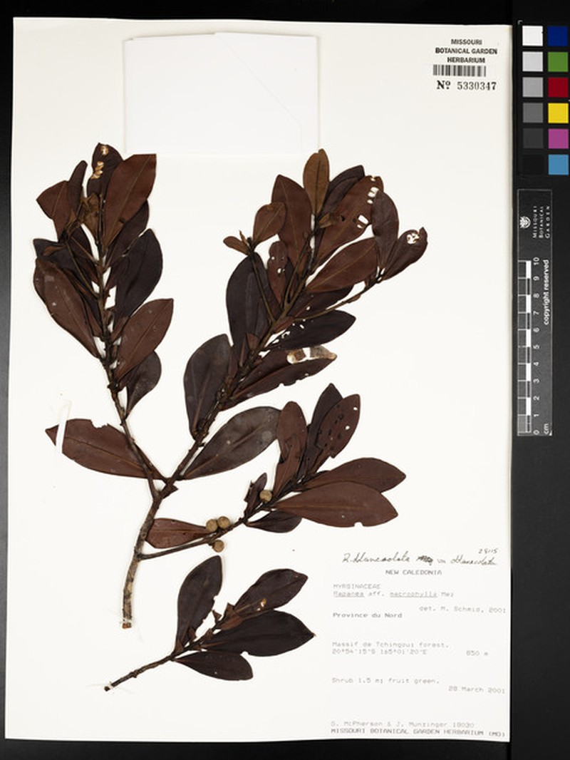 Myrsine oblanceolata subsp. oblanceolata