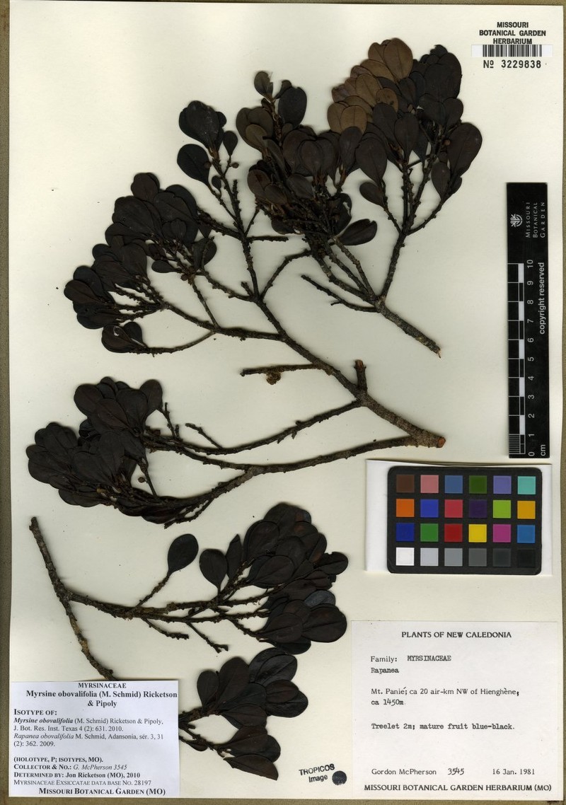 Myrsine obovalifolia